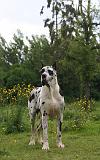 DOGUE ALLEMAND 788